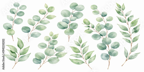 Isolated green olive tree branch with fresh leaves and natural foliage design element on a white background