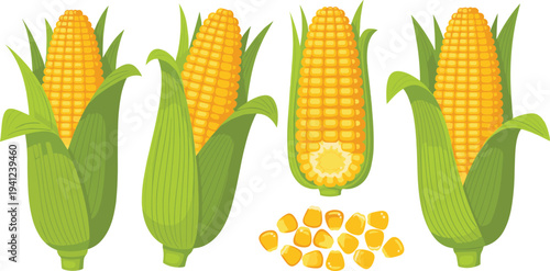 Sweet Corn Cob and Kernels Collection with Fresh Maize Ears for Organic Farm Produce, Healthy Food Ingredients, and Agriculture Vector Illustration.