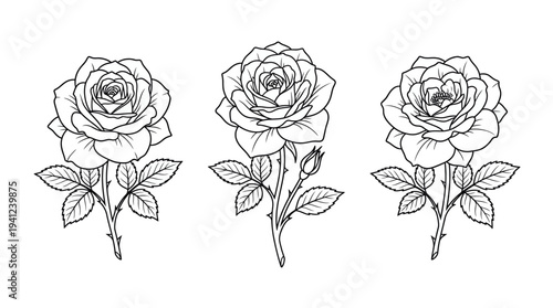 Three detailed line art roses with leaves in a black-and-white botanical illustration set for print and design