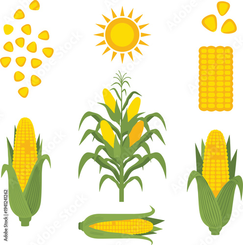 Corn Plant Growth and Maize Elements Collection with Sweet Corn Cobs, Kernels, and Sun Symbol for Agriculture and Farm Illustration.