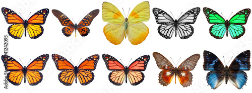 Photos Photograph of a vibrant collection of diverse butterfly species showcasing their beautiful wings and patterns isolated