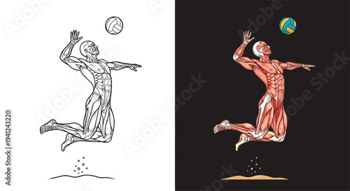 Detailed anatomical illustration of a male volleyball player spiking the ball, showcasing muscle structure in two styles.