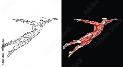 Detailed anatomical illustration of a human muscular system in a dynamic flying pose, presented as both a line art and a colored version against a black background.