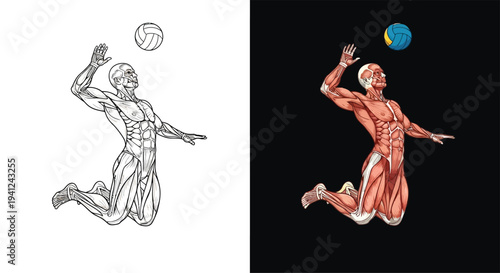 A detailed anatomical illustration of a male volleyball player in action, showcasing muscle structure during a jump and spike.