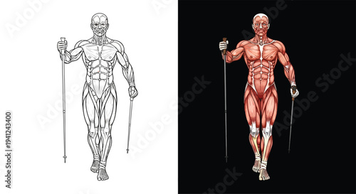 Detailed anatomical illustration of a human male figure with exposed muscles holding walking poles, presented as a line art and a colored version.