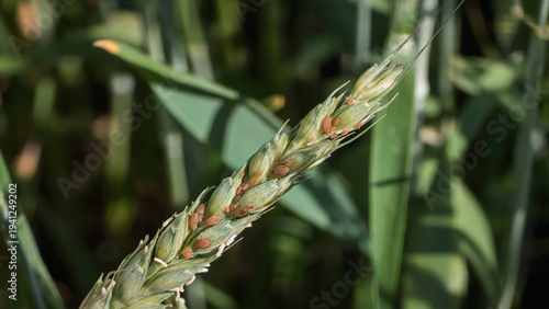 The English Grain Aphid (Sitobion avenae) on wheat. It is an aphid in the Aphididae family in the order Hemiptera, pest of cereals.