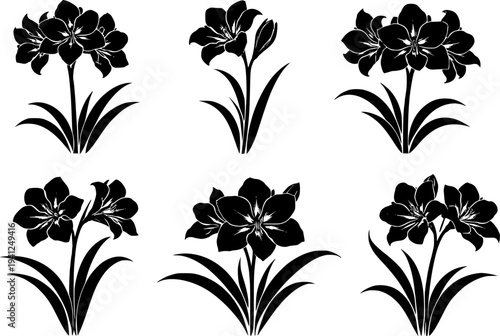 6 Premium Black Amaryllis Flowers Icons - Wedding & Botanical Graphic Elements. Vector Illustration. Design Element. Clip art. Suitable for artwork design. Editable for any design.
