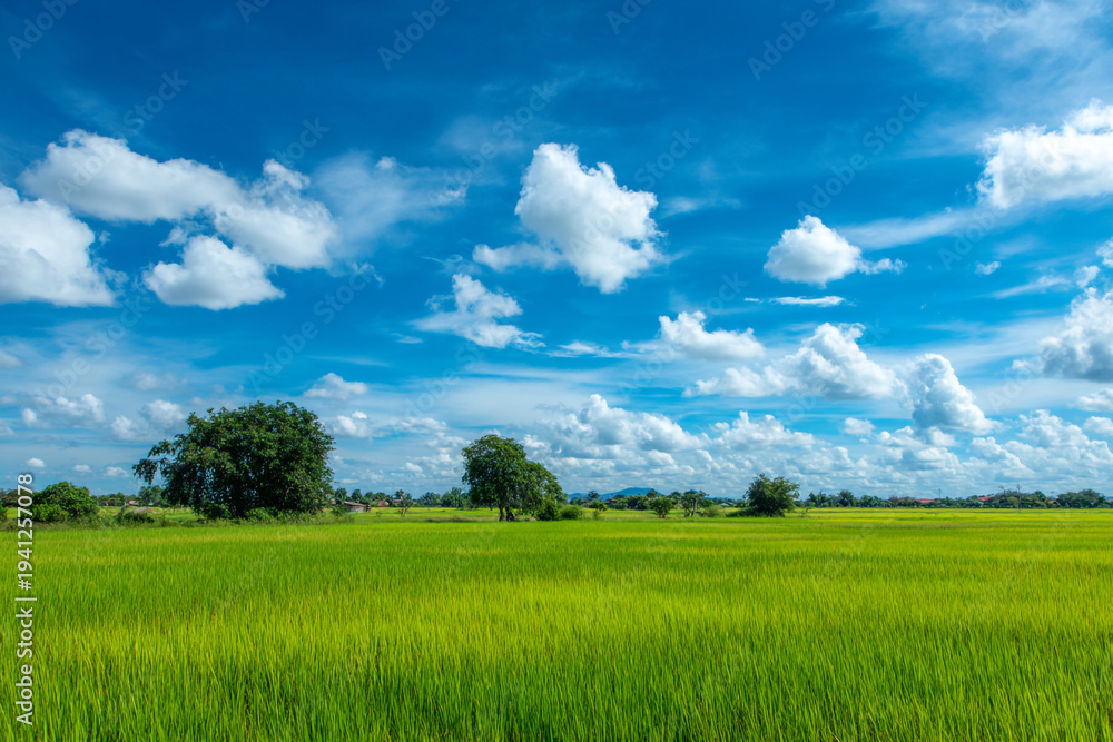 Obraz premium A lush green rice field under a bright blue sky with scattered clouds