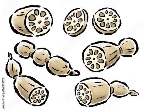 蓮根　カット・輪切り・数珠繋ぎなど　筆タッチ手描きイラスト