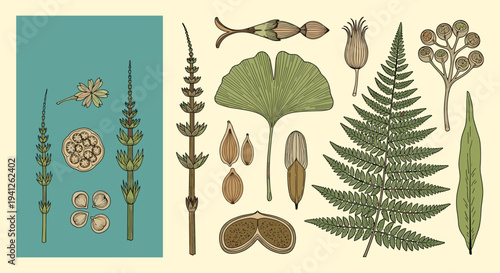 Detailed botanical illustrations of various ancient plant species including ginkgo leaves, ferns, and seeds on a vintage background.
