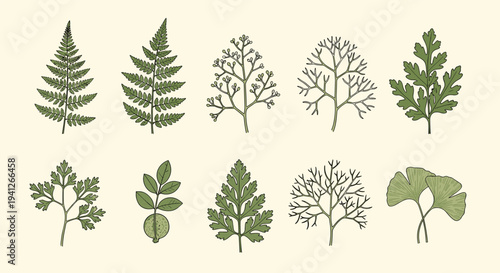 Extensive set of detailed botanical line drawings showing various green leaves and fern fronds for nature themed design projects.