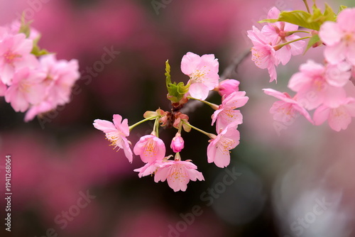河津桜