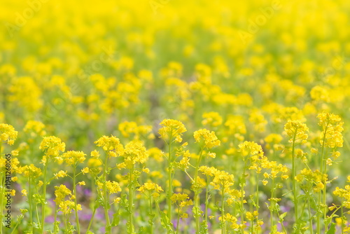満開の菜の花畑