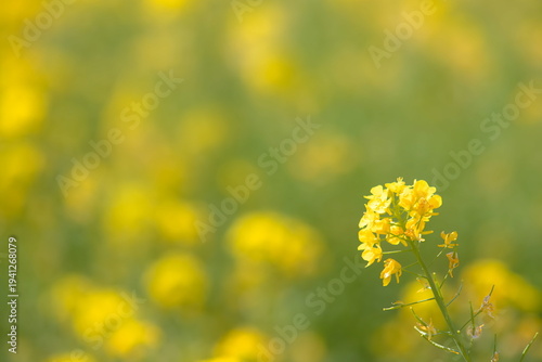 菜の花