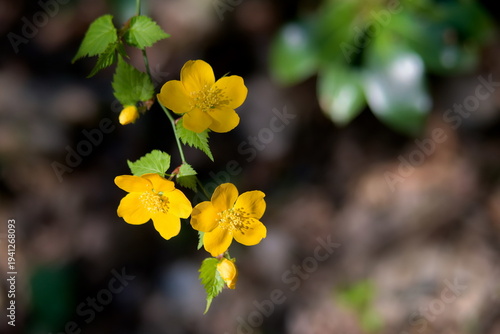 ヤマブキの花