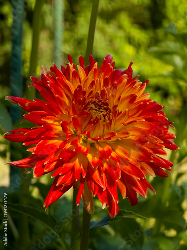 Close-up of a vibrant Dahlia 'Procyon' flower, showcasing its fiery orange-red petals blending into a bright yellow center. The decorative form and striking colors are the focus.