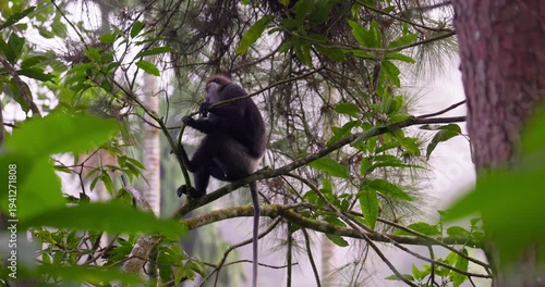 Purple-faced langur (Semnopithecus vetulus) sitting on a tree branch in Sinharaja Rainforest, Sri Lanka