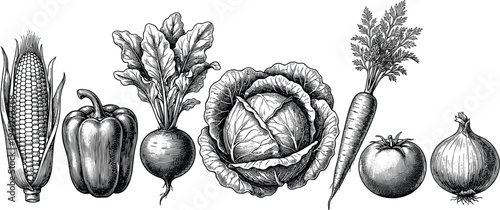 Vintage engraved vegetable illustration set, corn pepper beet cabbage carrot tomato and onion, organic farm produce botanical food drawing collection