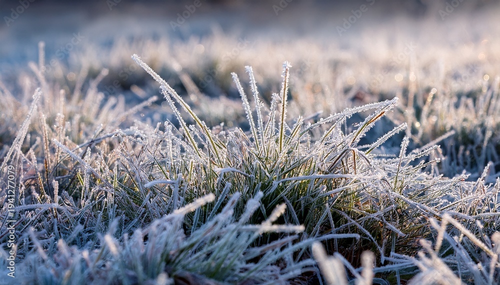 Obraz premium The Grass Is Covered In Frost