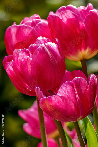 Pink tulips adding a splash of vibrant color to a sunny spring garden, bringing life and renewal to nature