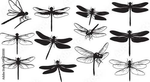 Collection of dragonflies in various poses and styles illustration