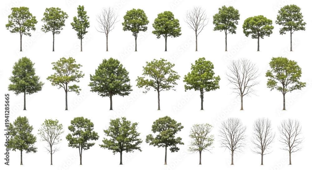 Fototapeta premium Collection of diverse trees transparent background cutout png