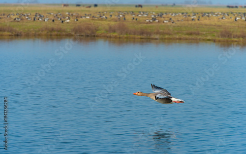 Wallpaper Mural Birds flying over natural parkland in sunlight in winter, Almere, Flevoland, The Netherlands, March 8, 2026 Torontodigital.ca