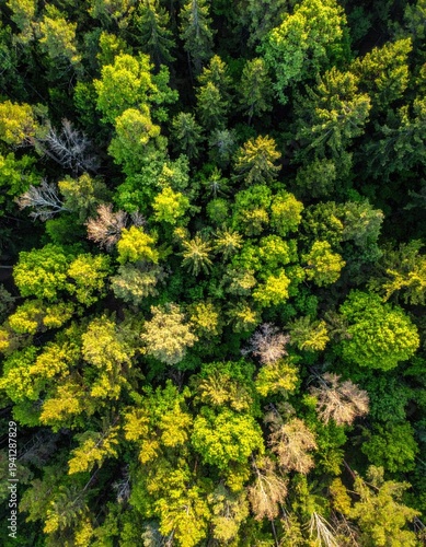 Aerial view of a dense forest canopy with varied shades of green