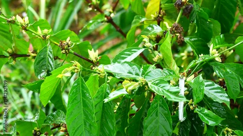 The leaf of coffee tree plant was shaken by droplet of water in the rain in forest , Green leaves bushes in rainy day, Droplets of rain hit the leaves shaking and splashing them