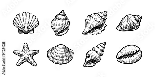 Collection of hand-drawn seashells and a starfish in a vintage sketch style