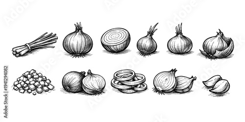 Collection of hand-drawn onions in various forms, from whole to chopped and sliced