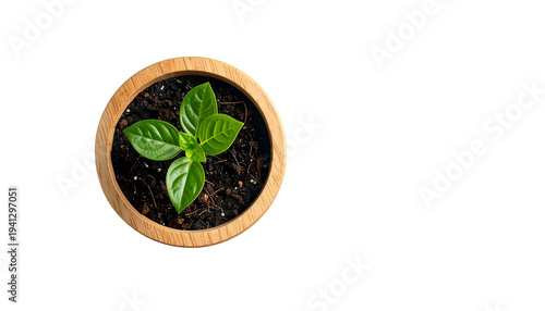 Top-down view of a small leafy plant growing in a round wooden pot on a black background