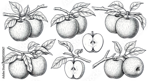 Hand-drawn Apple Illustrations: Whole Fruit and Halved, on Branches with Leaves