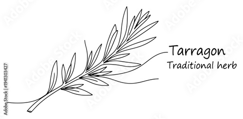 Minimalist continuous line drawing of a tarragon herb sprig with text description
