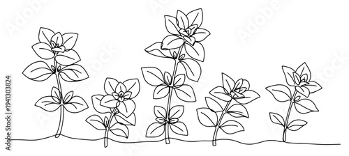 Continuous line drawing of oregano herb plants growing in a row