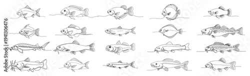 Large collection of various freshwater fish species in minimalist continuous line art style