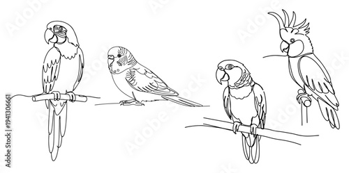 Set of exotic parrot species including macaw and cockatoo drawn in minimalist line art style