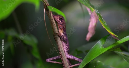 Green Forest Lizard (Calotes calotes) on a plant stem in Sinharaja Rainforest, Sri Lanka
