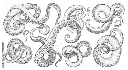 Collection of Octopus Tentacles and Suckers, Hand-Drawn Sketch Style