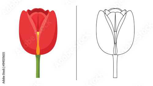 Side-by-side illustration of a vibrant red tulip and its detailed line drawing on a white background.