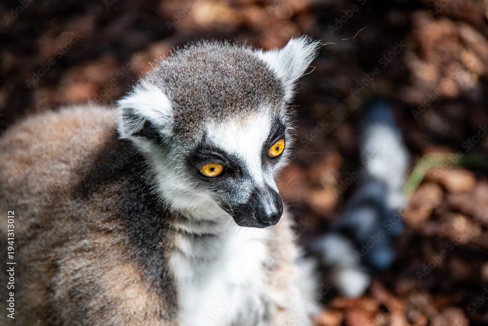 Obraz premium A portrait of a ring-tailed lemur with bright orange eyes