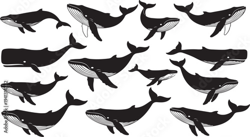Whales Swimming in Oceanic Formation on White Background Illustration