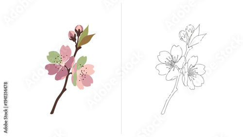 Colorful illustration of a blooming cherry blossom branch alongside a detailed line drawing on a white background.