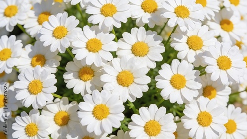 Cluster of blooming daisies with white petals and yellow centers in a natural garden