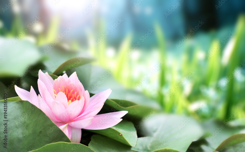 Fototapeta premium Horizontal banner with blossoming lotus flower on sunny nature spring background. Summer scene with lily flower in rays of sunlight. Close-up or macro. A picturesque colorful photo with a soft focus