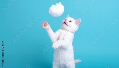 White kitten reaching for toy