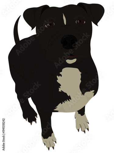 Black pitbull dog illustration
