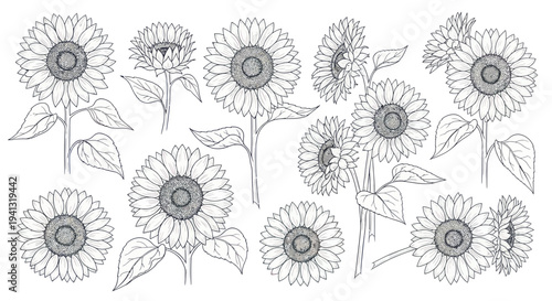 Hand-drawn Sunflower Collection: Blooming Botanical Line Art Illustrations