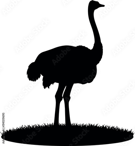 Ostrich Silhouette Vector Isolated on White, African Bird Illustration for Wildlife Design