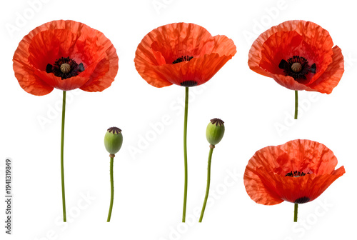 red poppies isolated on white background